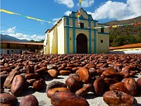 Cacao de Chuao