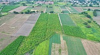 Produccion agricola turmero